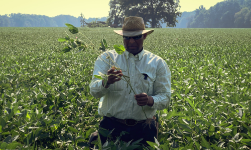 photo of an Arkansas soybean 和 rice farmer in the middle of a field, 齐腰深的庄稼, 手里拿着一株植物的茎，仔细察看